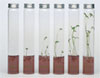 MINIPLANTS