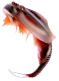 Triops