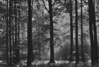 FOTOTAPETE -  WALD - AVALON