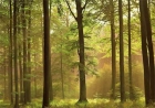 Fototapete - Herbstwald - Autumn Forest