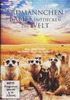 Erdmännchen Babies entdecken die Welt