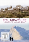 Polarwölfe - Überleben in Kanadas Arktis