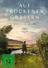Auf trockenen Gräsern