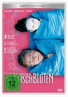 Kirschblüten - Hanami