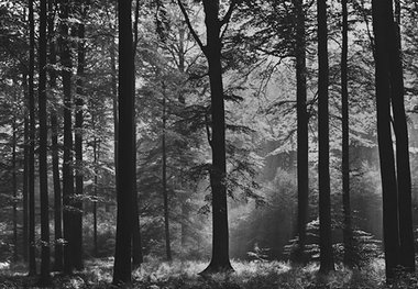 Fototapete Wald Schwarz Weiss - Klicken f�r gr�ssere Ansicht
